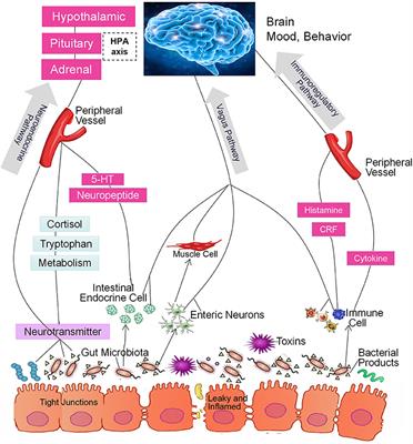 The Role of Microbiome in Insomnia, Circadian Disturbance and Depression